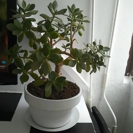 Apartament Esperanza *